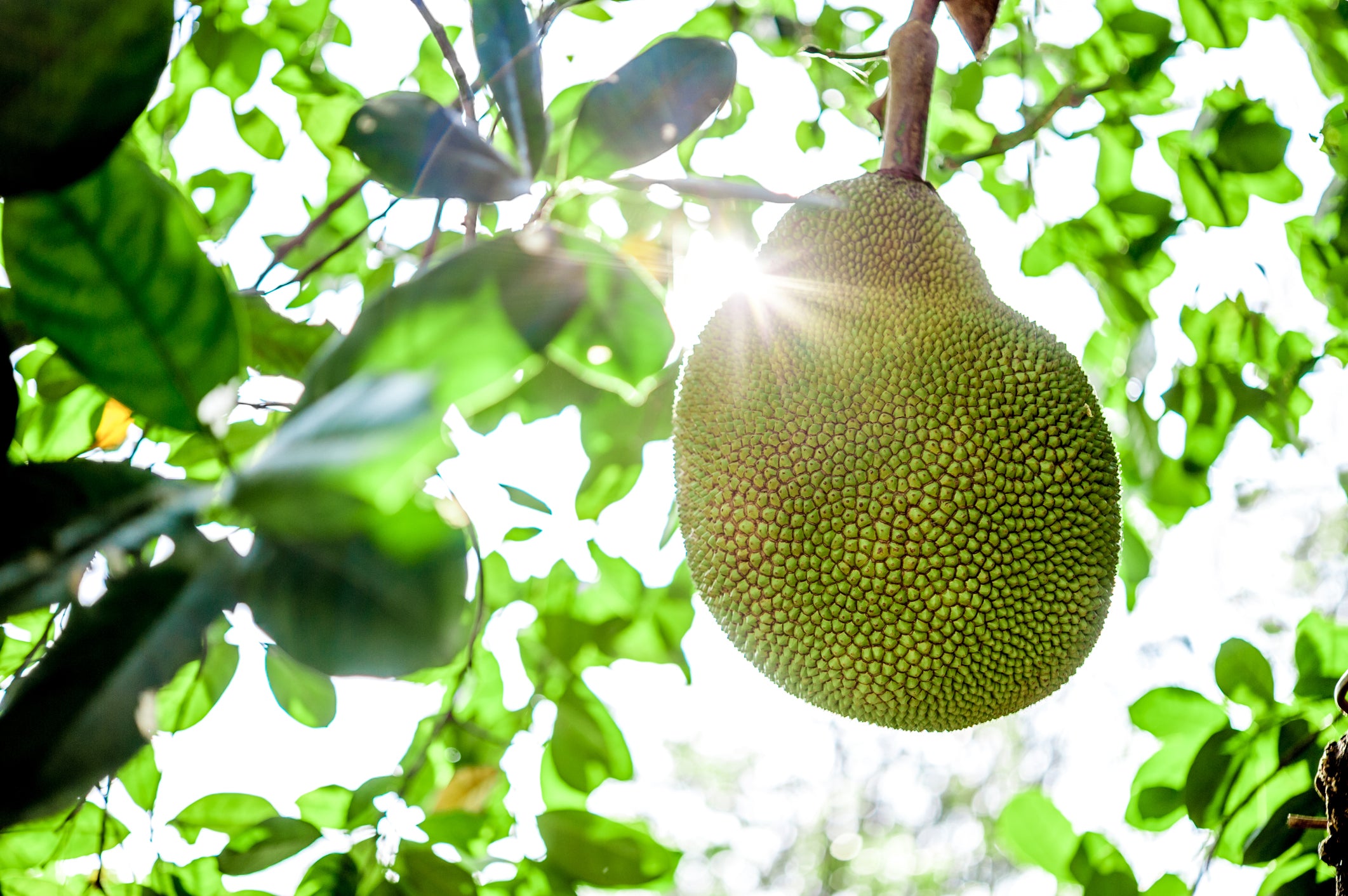 What, Why and How...Jackfruit