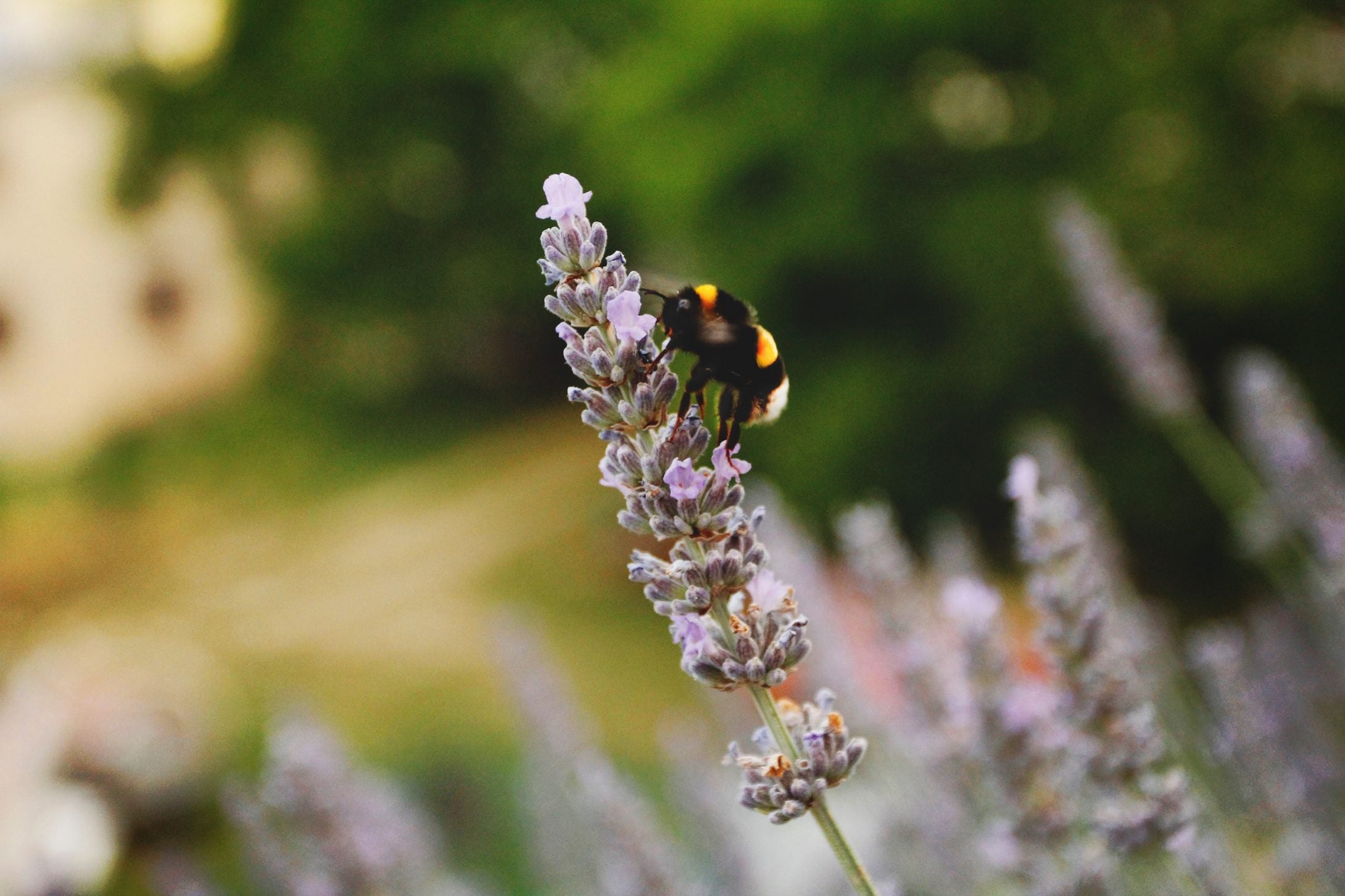 Pollination: An Introduction – Biona